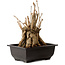 Ginkgo Biloba, 18 cm, ± 12 years old, with a nebari of 13 cm