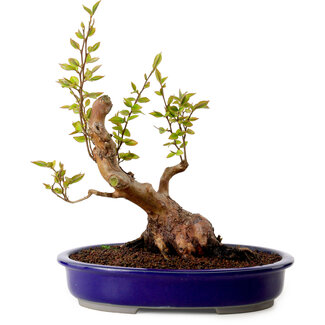 Stewartia monadelpha, 26 cm, ± 15 Jahre alt
