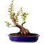 Stewartia monadelpha, 26 cm, ± 15 jaar oud, met een nebari van 13 cm
