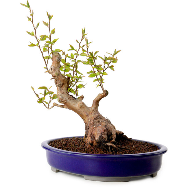 Stewartia monadelpha, 26 cm, ± 15 years old, with a nebari of 13 cm