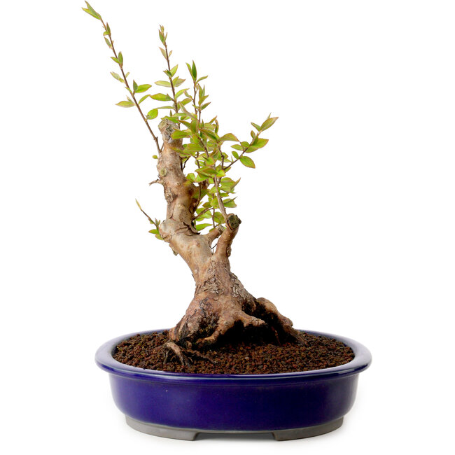 Stewartia monadelpha, 26 cm, ± 15 ans, avec un nebari de 13 cm