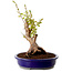 Stewartia monadelpha, 26 cm, ± 15 years old, with a nebari of 13 cm