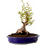Stewartia monadelpha, 26 cm, ± 15 years old, with a nebari of 13 cm