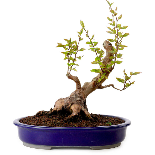 Stewartia monadelpha, 26 cm, ± 15 años de edad, con un nebari de 13 cm.