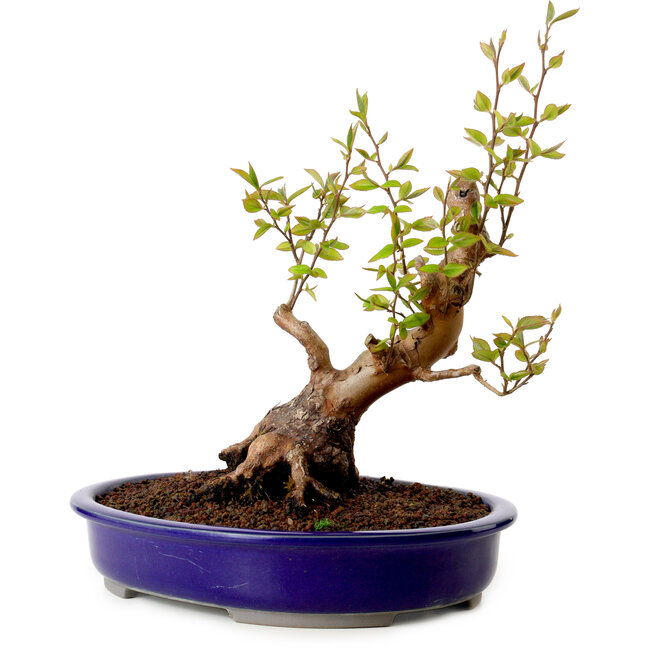 Stewartia monadelpha, 26 cm, ± 15 años de edad, con un nebari de 13 cm.
