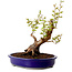 Stewartia monadelpha, 26 cm, ± 15 Jahre alt, mit einem Nebari von 13 cm