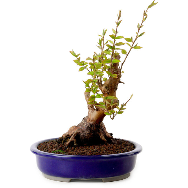 Stewartia monadelpha, 26 cm, ± 15 jaar oud, met een nebari van 13 cm