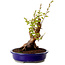 Stewartia monadelpha, 26 cm, ± 15 años de edad, con un nebari de 13 cm.