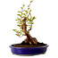 Stewartia monadelpha, 26 cm, ± 15 jaar oud, met een nebari van 13 cm