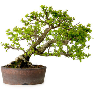 Syringa vulgaris, 31 cm, ± 20 Jahre alt