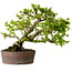 Syringa vulgaris, 31 cm, ± 20 Jahre alt, mit einer Nebari von 12 cm