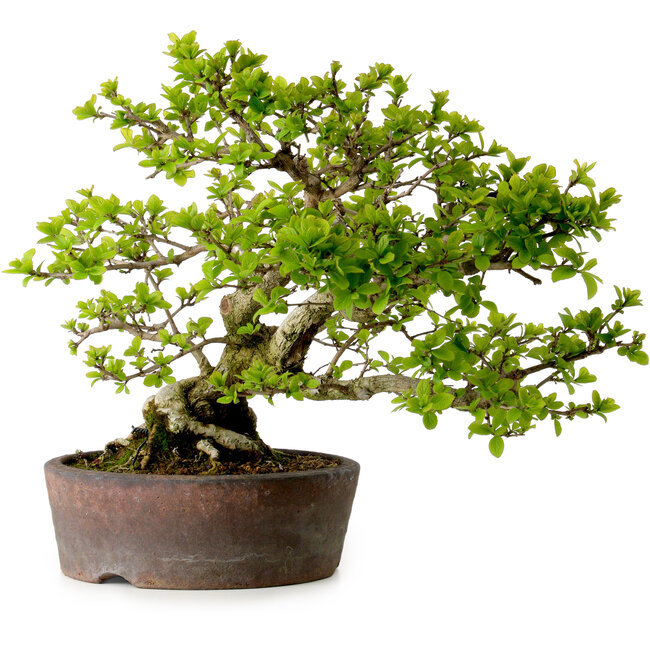 Syringa vulgaris, 31 cm, ± 20 Jahre alt, mit einer Nebari von 12 cm