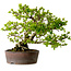 Syringa vulgaris, 31 cm, ± 20 jaar oud, met een nebari van 12 cm