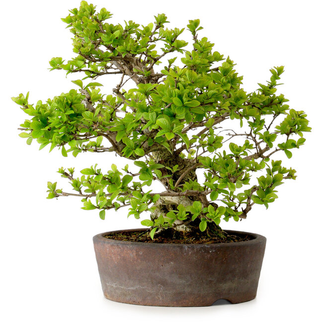 Syringa vulgaris, 31 cm, ± 20 years old, with a nebari of 12 cm