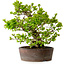 Syringa vulgaris, 31 cm, ± 20 jaar oud, met een nebari van 12 cm
