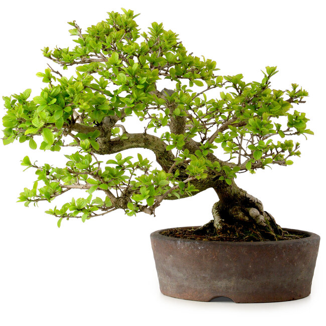 Syringa vulgaris, 31 cm, ± 20 Jahre alt, mit einer Nebari von 12 cm