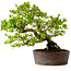 Syringa vulgaris, 31 cm, ± 20 years old, with a nebari of 12 cm