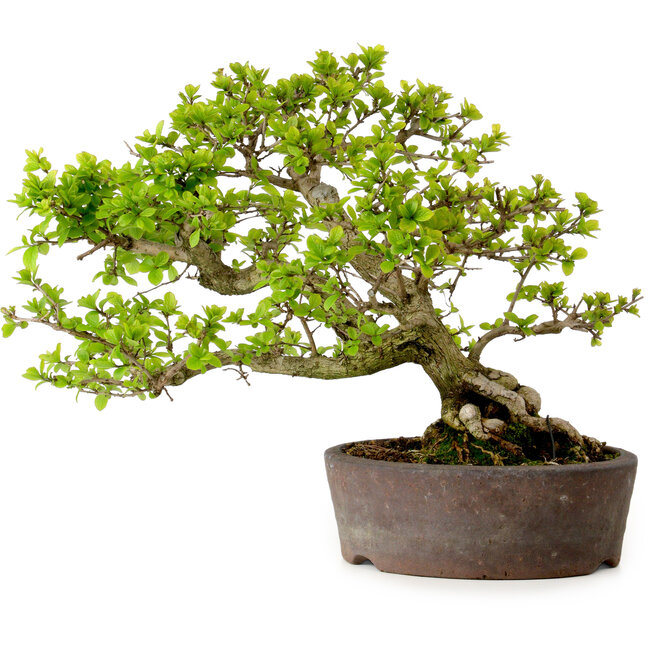 Syringa vulgaris, 31 cm, ± 20 jaar oud, met een nebari van 12 cm