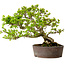 Syringa vulgaris, 31 cm, ± 20 jaar oud, met een nebari van 12 cm