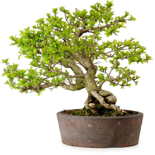 Syringa vulgaris, 31 cm, ± 20 anni, con nebari di 12 cm