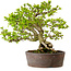 Syringa vulgaris, 31 cm, ± 20 años, con un nebari de 12 cm