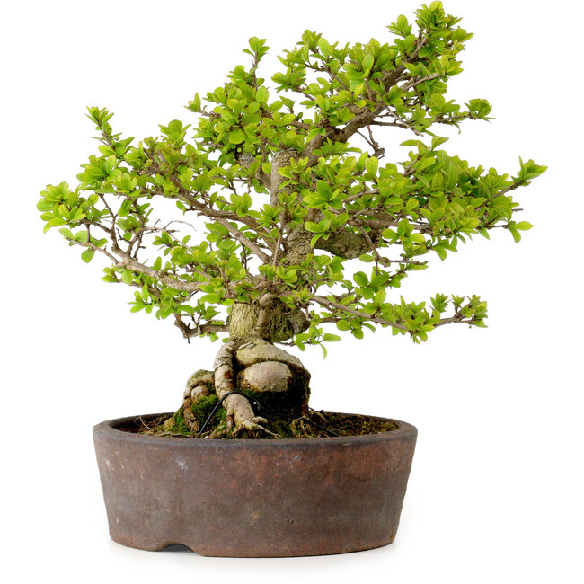 Syringa vulgaris, 31 cm, ± 20 años, con un nebari de 12 cm