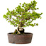 Syringa vulgaris, 31 cm, ± 20 years old, with a nebari of 12 cm