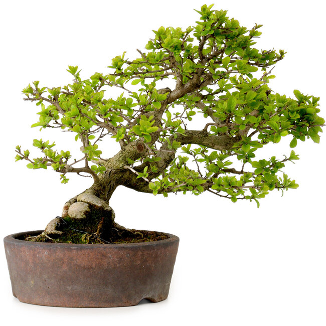 Syringa vulgaris, 31 cm, ± 20 jaar oud, met een nebari van 12 cm