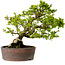 Syringa vulgaris, 31 cm, ± 20 Jahre alt, mit einer Nebari von 12 cm