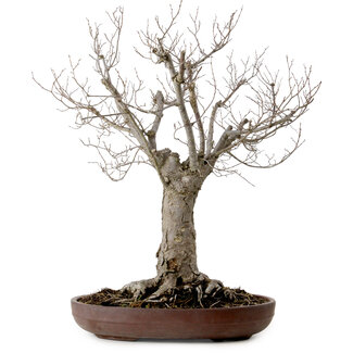 Zelkova serrata, 43 cm, ± 25 anni
