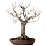 Zelkova serrata, 43 cm, ± 25 años, con un nebari de 18 cm