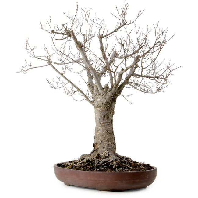 Zelkova serrata, 43 cm, ± 25 years old, with a nebari of 18 cm
