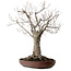 Zelkova serrata, 43 cm, ± 25 ans, avec un nebari de 18 cm
