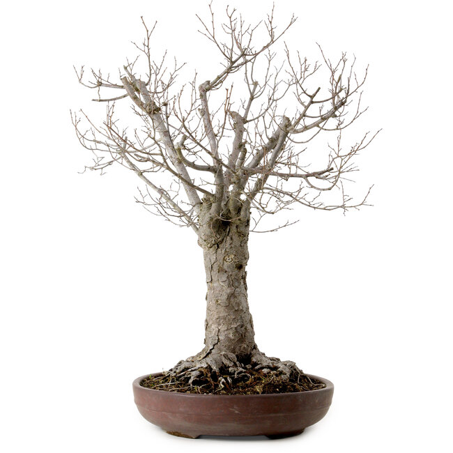 Zelkova serrata, 43 cm, ± 25 años, con un nebari de 18 cm