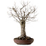 Zelkova serrata, 43 cm, ± 25 Jahre alt, mit einem Nebari von 18 cm