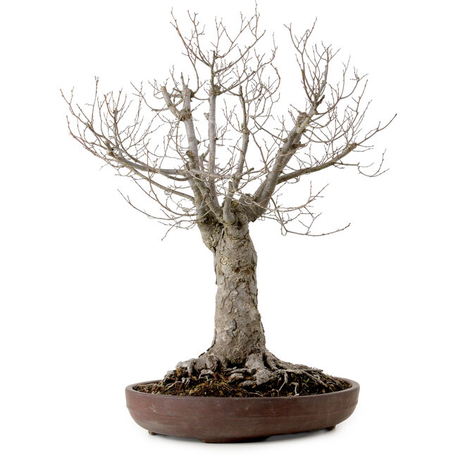 Zelkova serrata, 43 cm, ± 25 anni, con nebari di 18 cm