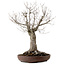 Zelkova serrata, 43 cm, ± 25 anni, con nebari di 18 cm