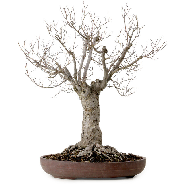 Zelkova serrata, 43 cm, ± 25 años, con un nebari de 18 cm