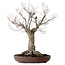 Zelkova serrata, 43 cm, ± 25 Jahre alt, mit einem Nebari von 18 cm