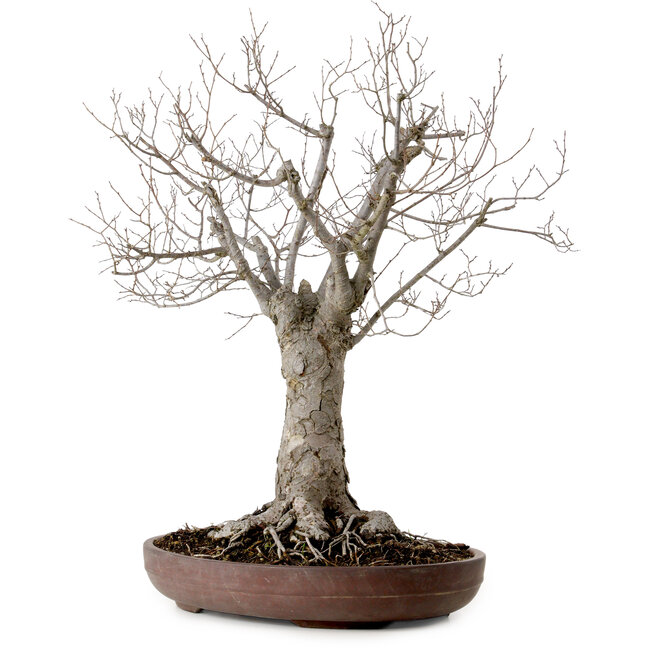 Zelkova serrata, 43 cm, ± 25 años, con un nebari de 18 cm