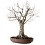 Zelkova serrata, 43 cm, ± 25 años, con un nebari de 18 cm