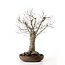 Zelkova serrata, 43 cm, ± 25 años, con un nebari de 18 cm