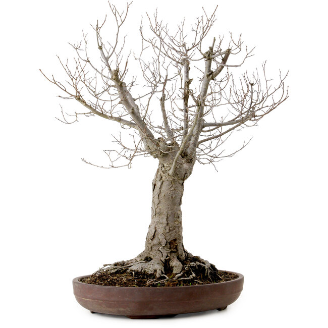 Zelkova serrata, 43 cm, ± 25 años, con un nebari de 18 cm