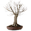 Zelkova serrata, 43 cm, ± 25 jaar oud, met een nebari van 18 cm
