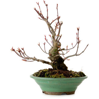 Acer palmatum Arakawa, 26 cm, ± 20 anni