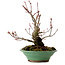 Acer palmatum Arakawa, 26 cm, ca. 20 Jahre alt, mit einem Wurzelhals von 5 cm