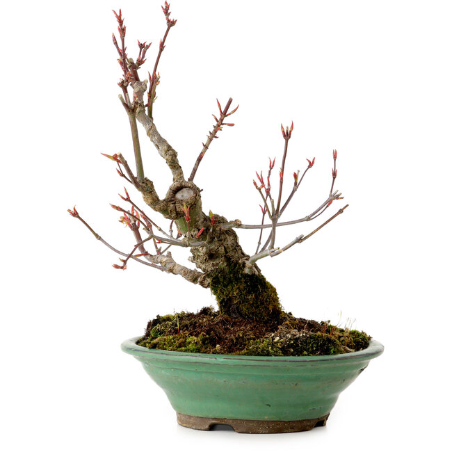 Acer palmatum Arakawa, 26 cm, ± 20 años, con un nebari de 5 cm