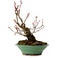 Acer palmatum Arakawa, 26 cm, ± 20 años, con un nebari de 5 cm
