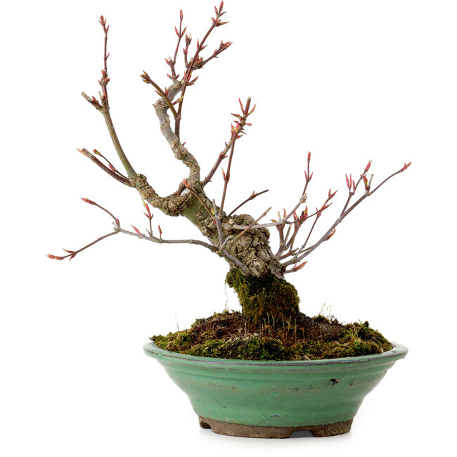 Acer palmatum Arakawa, 26 cm, ca. 20 Jahre alt, mit einem Wurzelhals von 5 cm