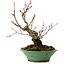 Acer palmatum Arakawa, 26 cm, ± 20 años, con un nebari de 5 cm